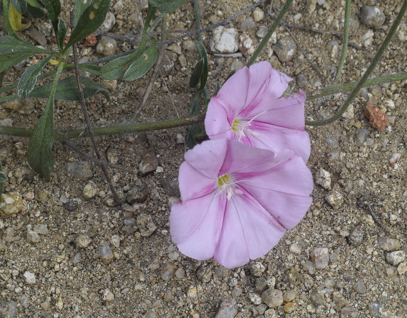 Image of Convolvulus cantabrica specimen.