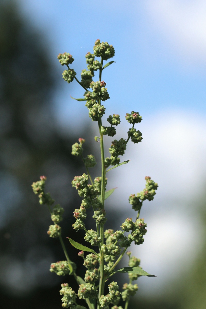 Image of Chenopodium album specimen.