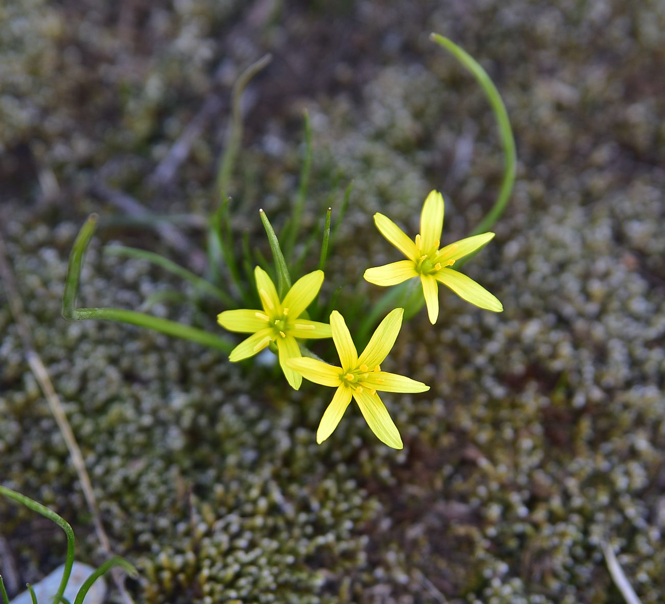 Image of genus Gagea specimen.