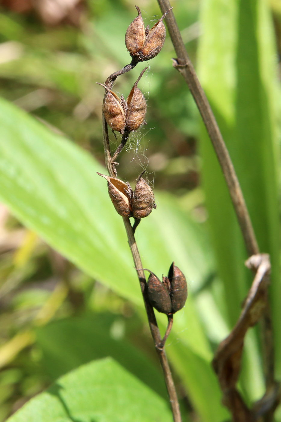 Image of Digitalis grandiflora specimen.