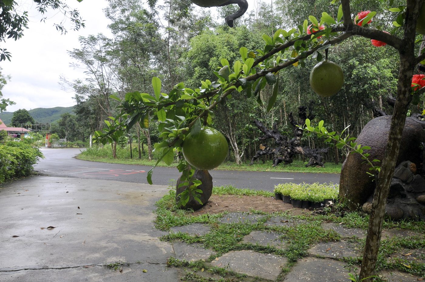 Image of Crescentia cujete specimen.