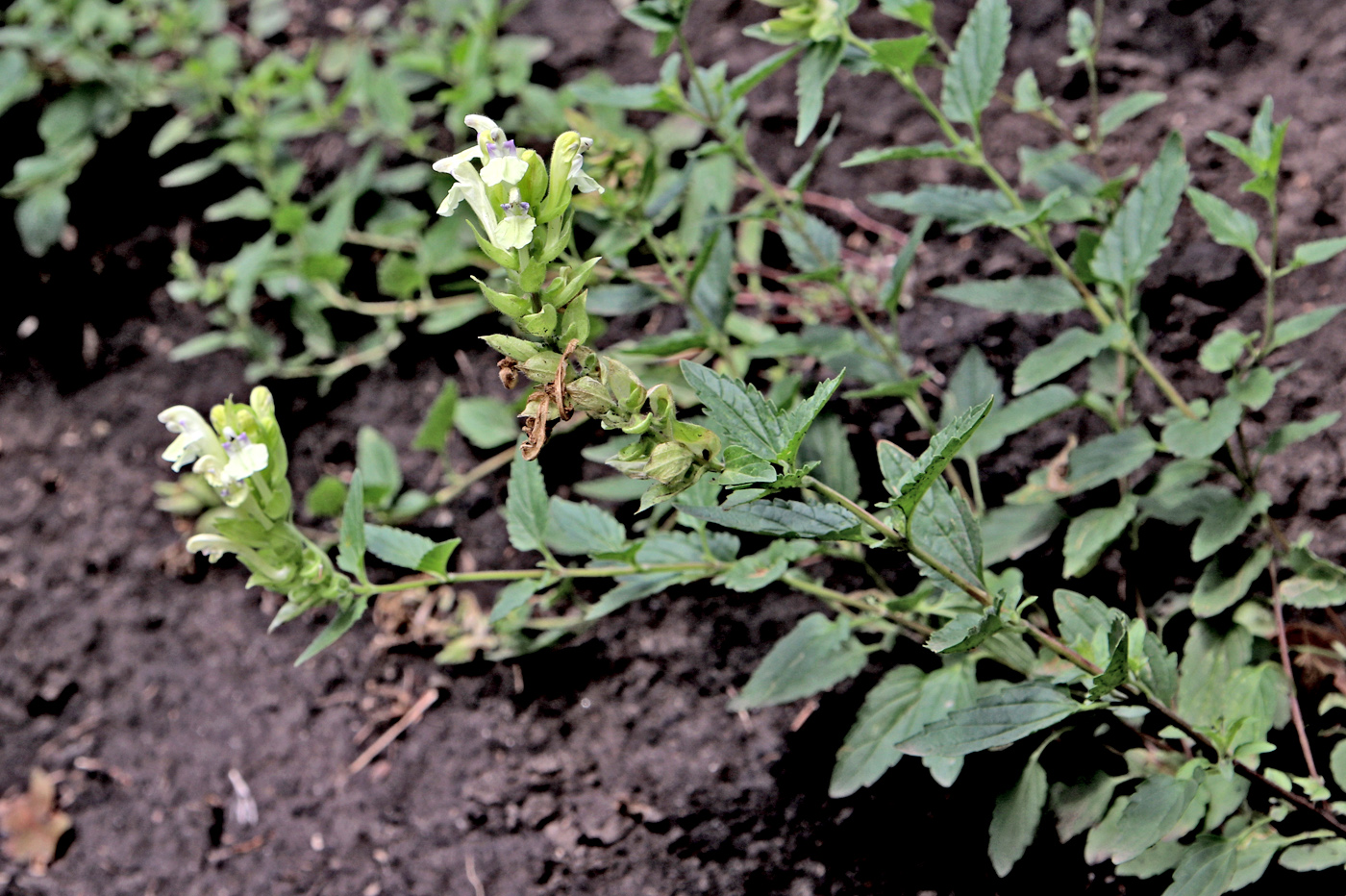 Image of Scutellaria supina specimen.