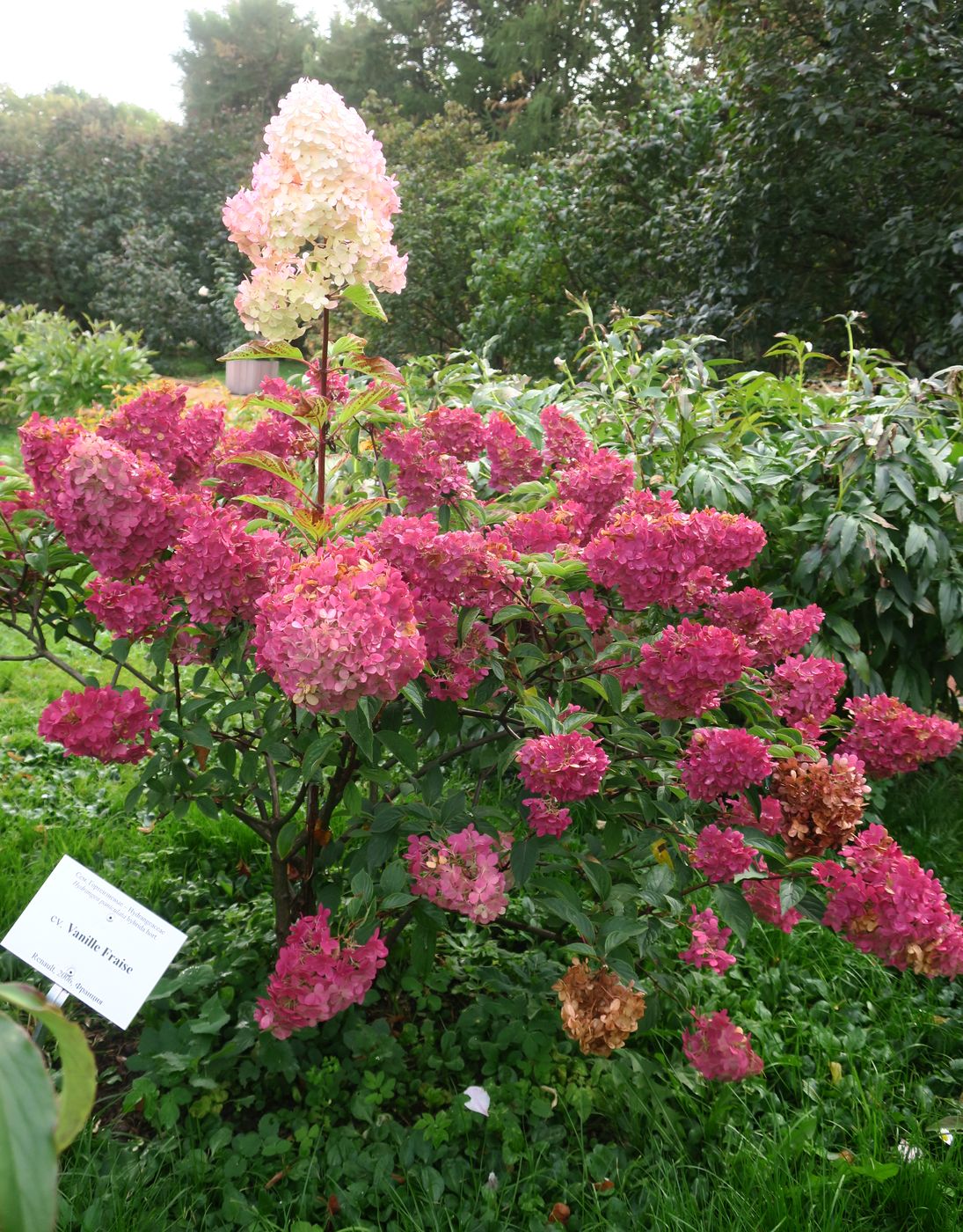 Изображение особи Hydrangea paniculata.