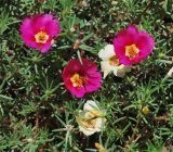 Portulaca grandiflora. Цветущие растения. Узбекистан, г. Ташкент, пос. Улугбек, частный двор, в культуре. 26.06.2014.