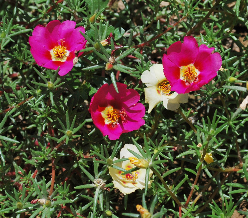 Image of Portulaca grandiflora specimen.