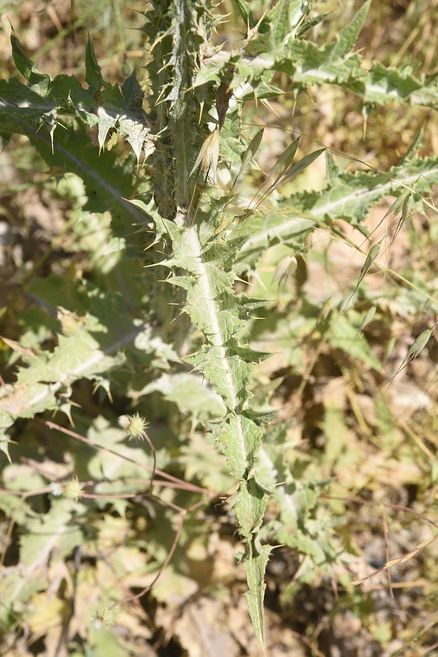 Image of Onopordum carduchorum specimen.