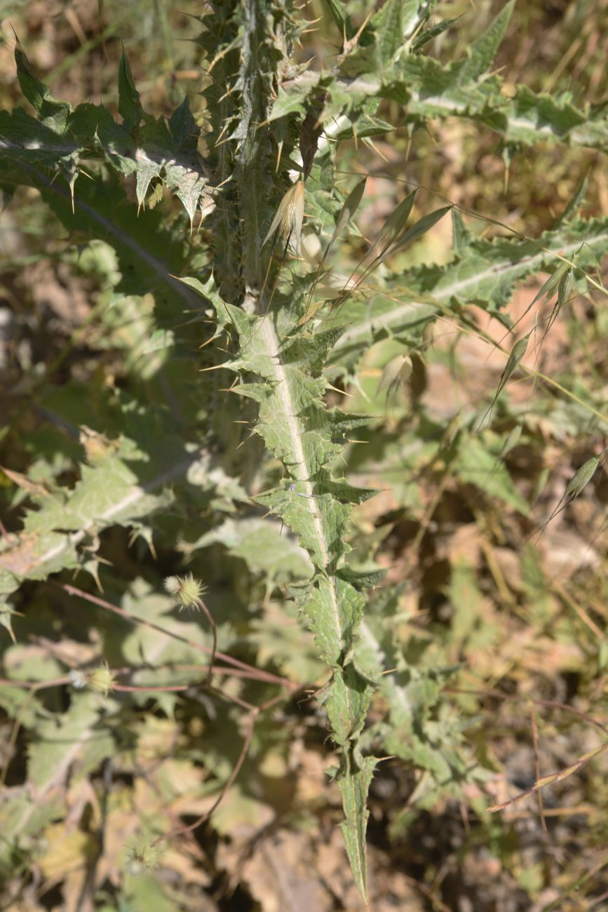Image of Onopordum carduchorum specimen.