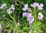 Cardamine pratensis