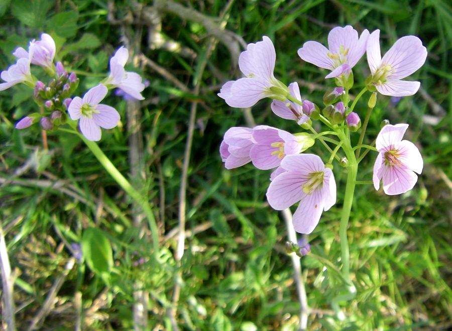 Image of Cardamine pratensis specimen.