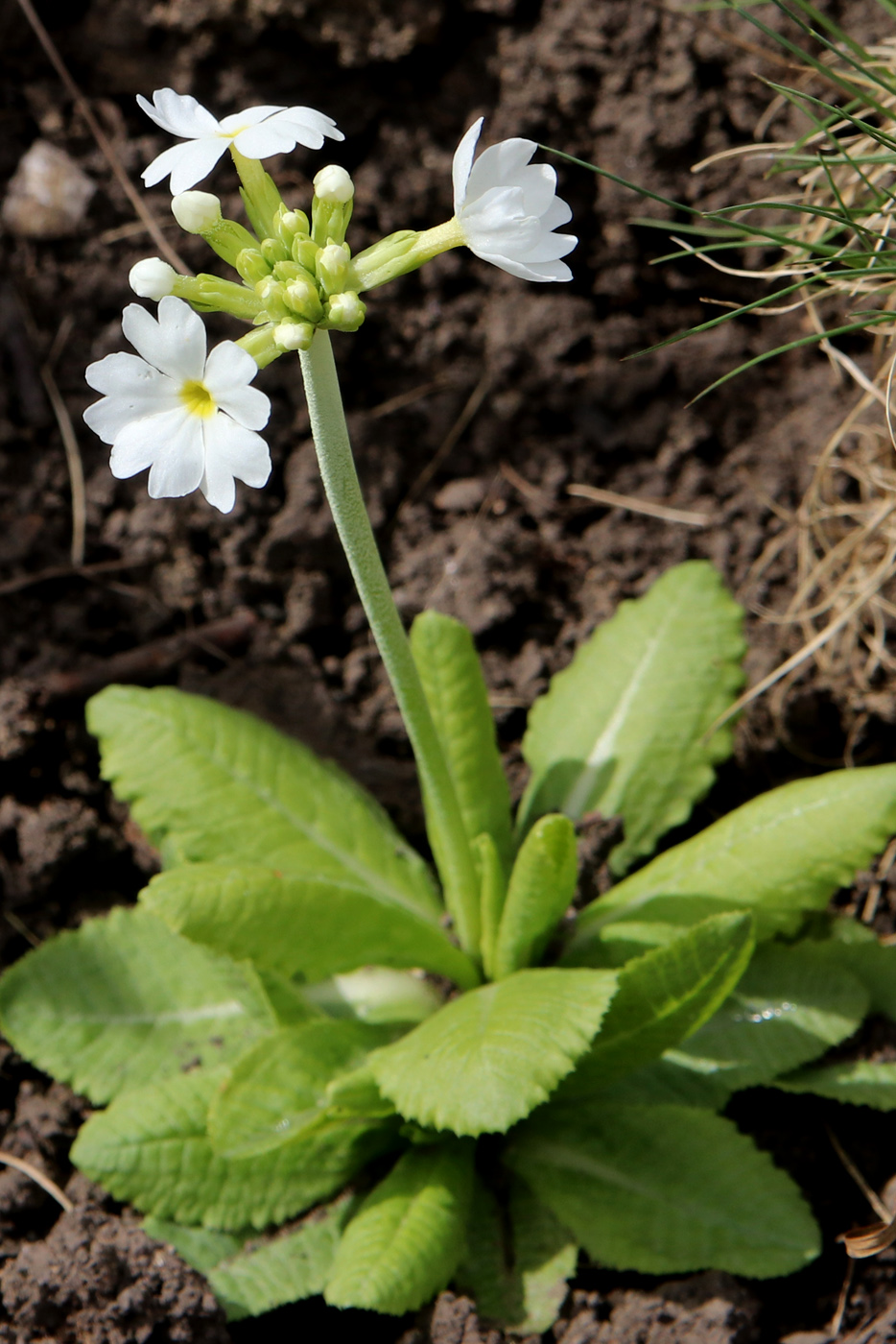 Image of Primula denticulata specimen.