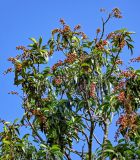Lauro-cerasus lusitanica. Ветви с созревающими соплодиями. Португалия, г. Лиссабон, в культуре. 08.08.2025.