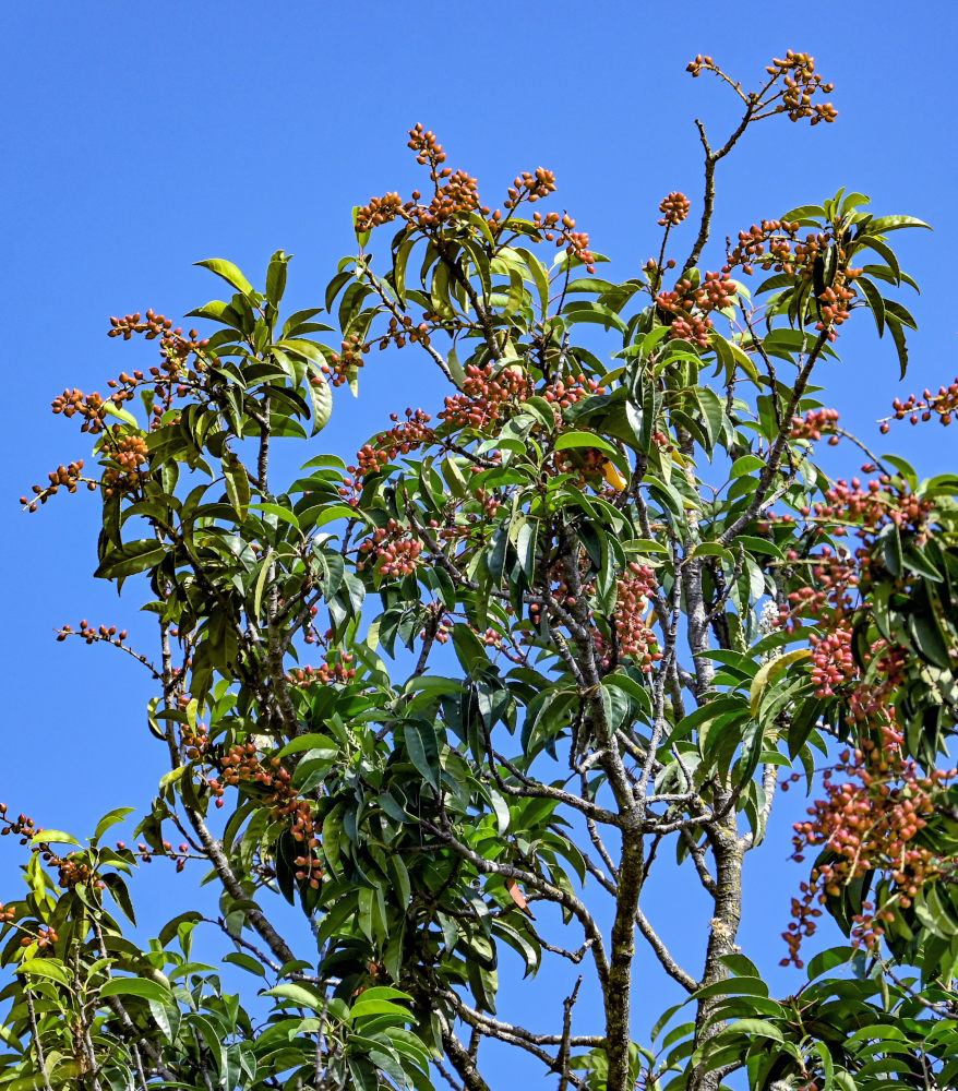 Изображение особи Lauro-cerasus lusitanica.