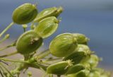 genus Heracleum. Плоды. Приморский край, Владивостокский ГО, о. Клыкова, терраса над каменистой береговой полосой. 07.07.2025.