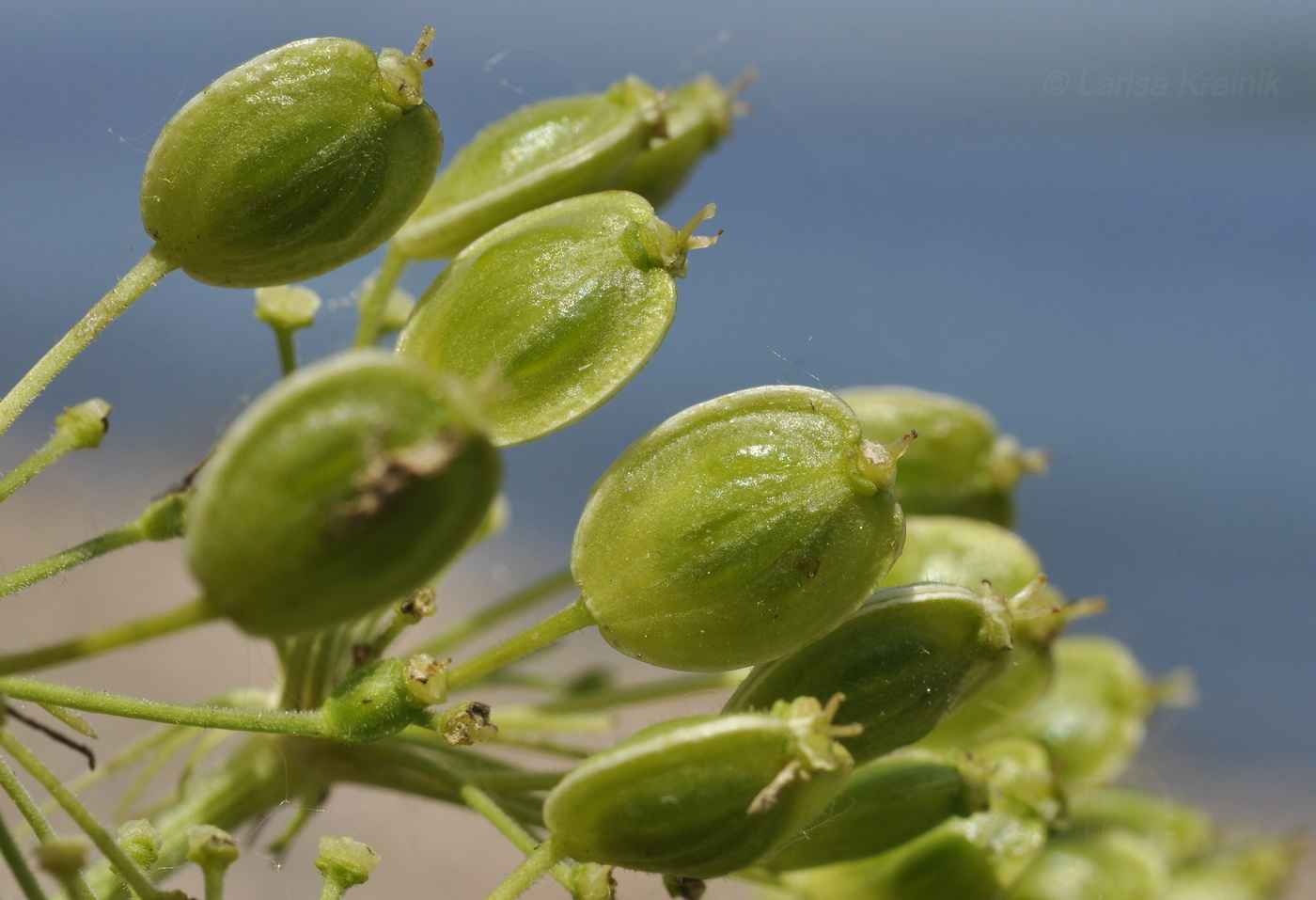 Image of Heracleum moellendorffii specimen.