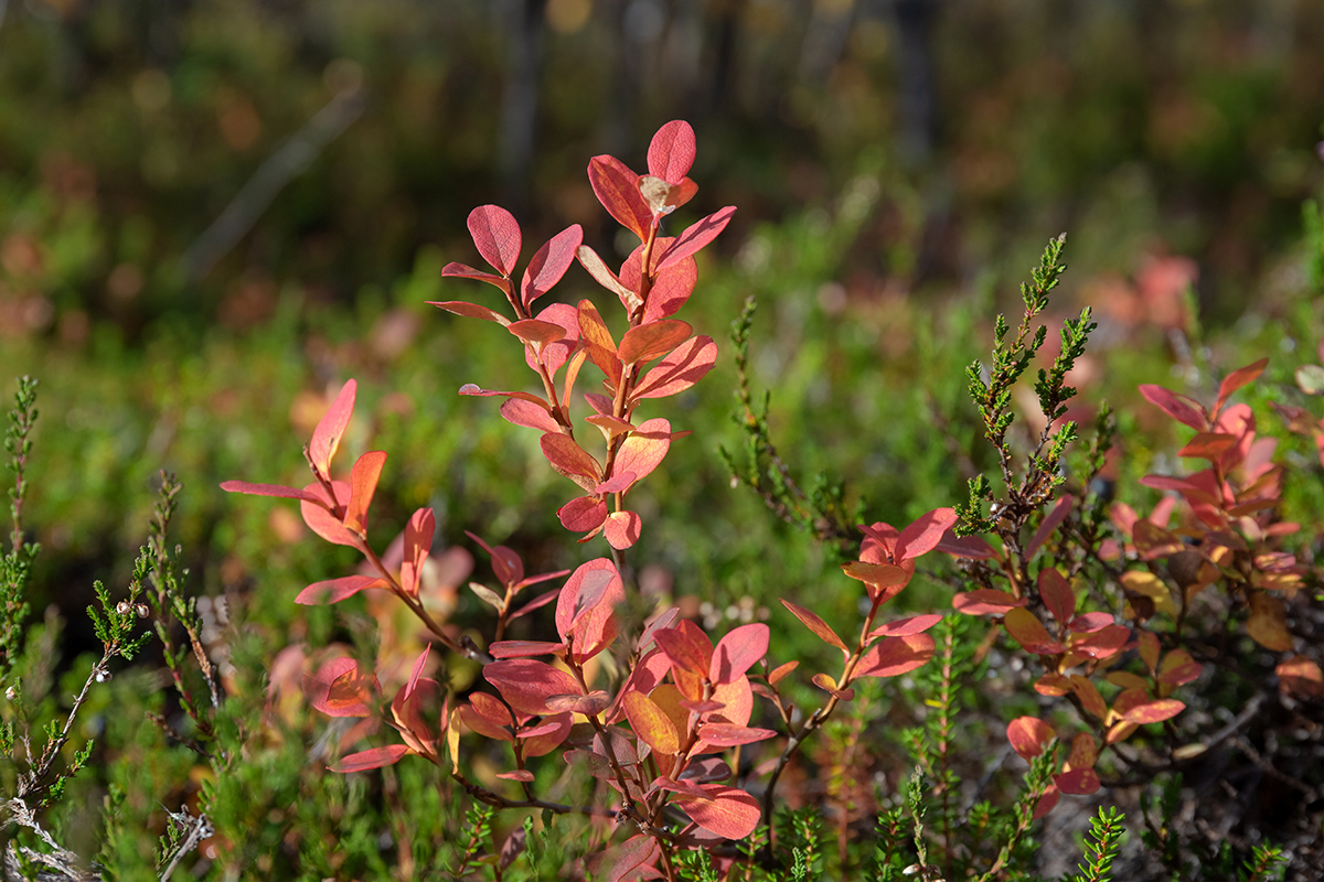 Изображение особи Vaccinium uliginosum.