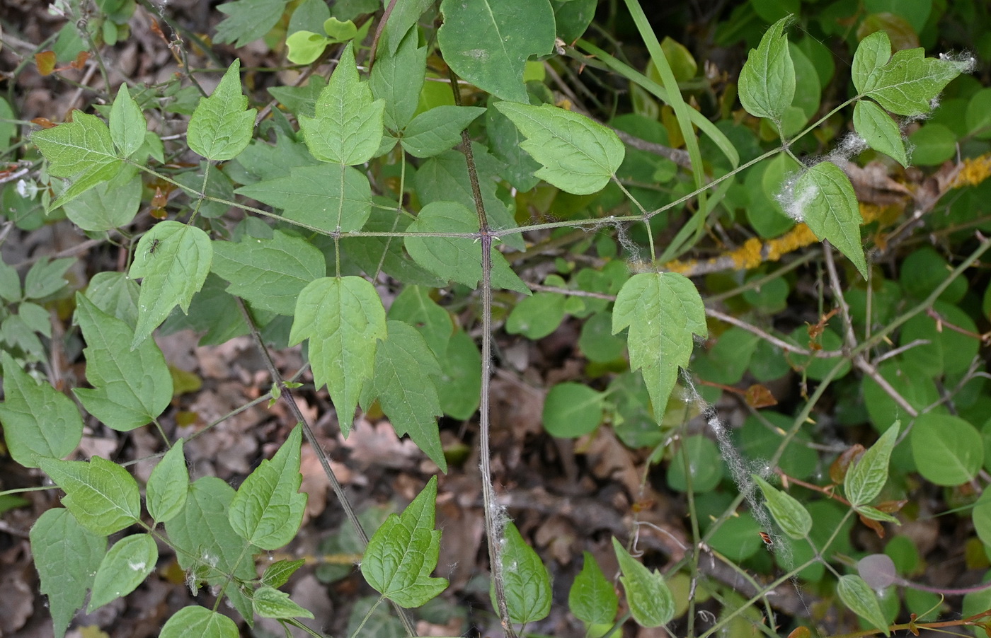 Изображение особи Неопознанный вид.