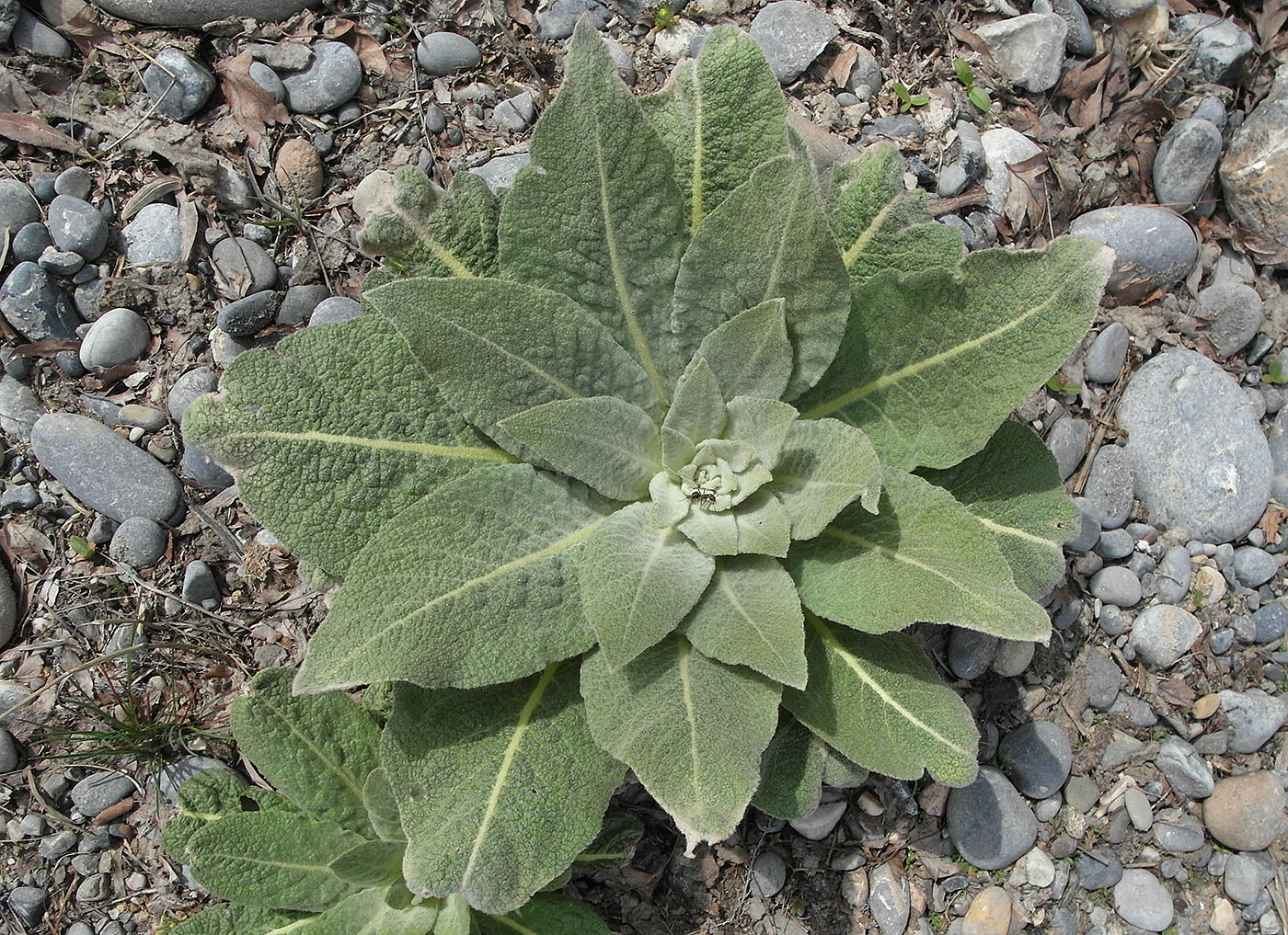 Image of Verbascum songaricum specimen.
