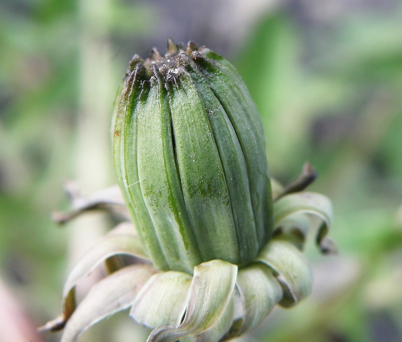 Изображение особи род Taraxacum.