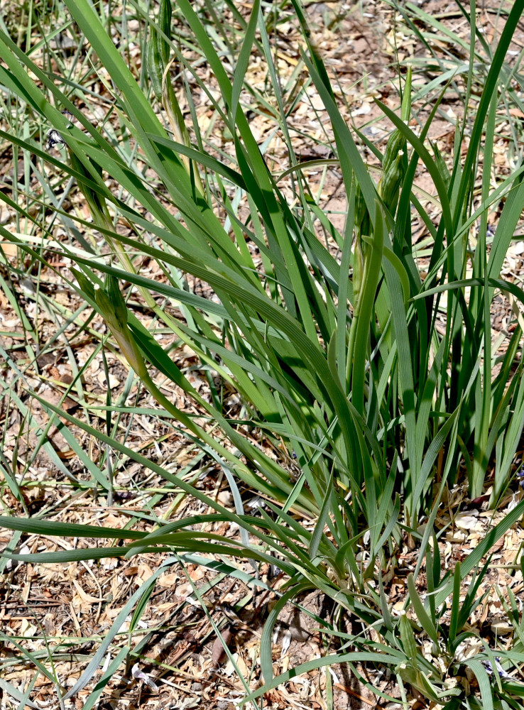 Image of Iris lactea specimen.