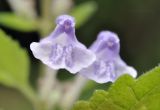 Scutellaria dentata. Цветки. Приморский край, Уссурийский гор. округ, с. Монакино, берег ручья. 14.06.2026.