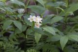 Weigela middendorffiana