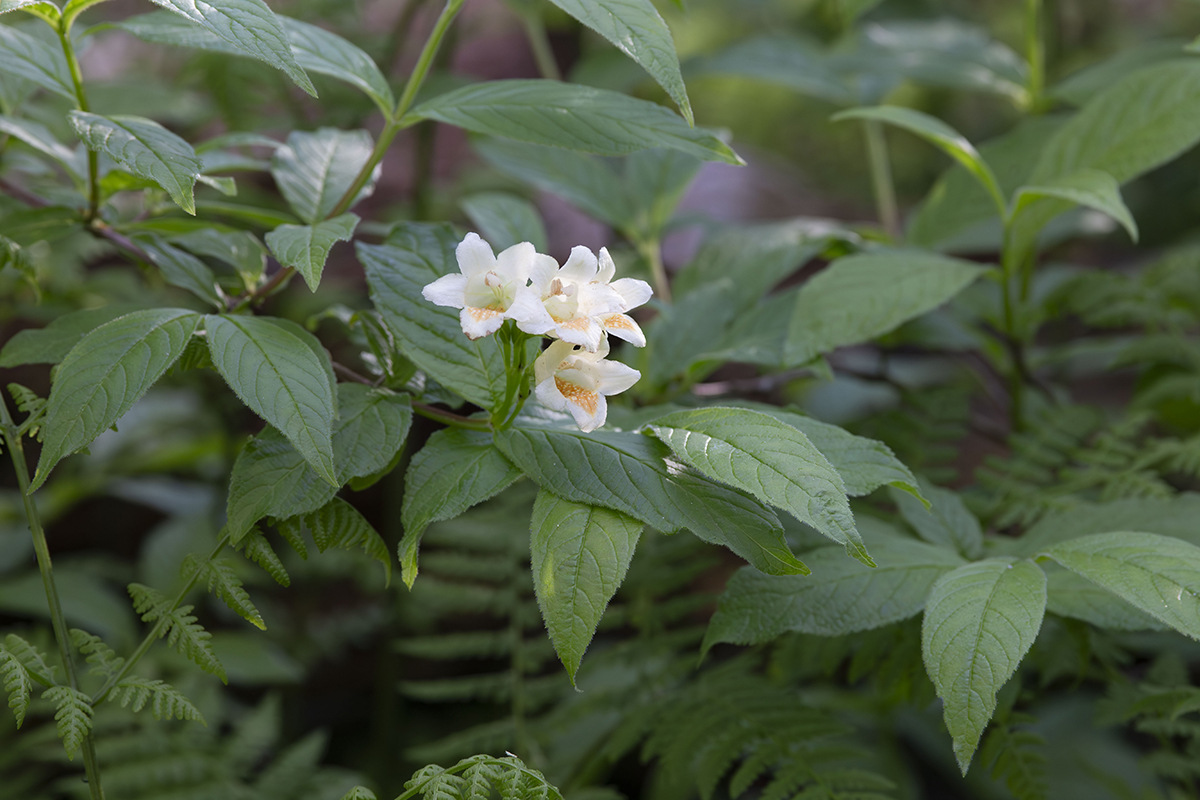 Изображение особи Weigela middendorffiana.