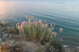 Jurinea stoechadifolia