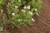 Argusia sibirica. Цветущие растения. Ростовская обл., Неклиновский р-н, окр. хут. Мержаново, прибрежный глинистый склон. 31.05.2026.