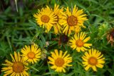 Inula ensifolia. Соцветия. Карачаево-Черкесская Республика, Урупский р-н, ок. 4 км к востоку от станицы Андрюки, луговой склон. 26.07.2026.
