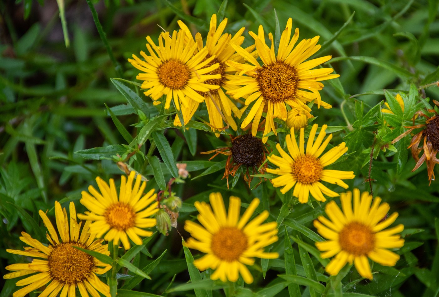 Image of Inula ensifolia specimen.