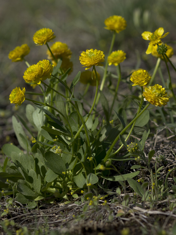 Изображение особи Ranunculus polyrhizos.