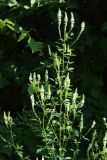 Melilotus albus. Верхушка цветущего растения. Беларусь, Витебская обл., пос. Езерище, заросшая обочина дороги, луг. 13.07.2026.