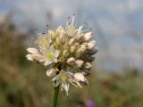 Allium psebaicum. Соцветие. Краснодарский край, м/о г. Новороссийск, Маркотхский хр., Андреевский пер., петрофитная степь. 8 августа 2026 г.