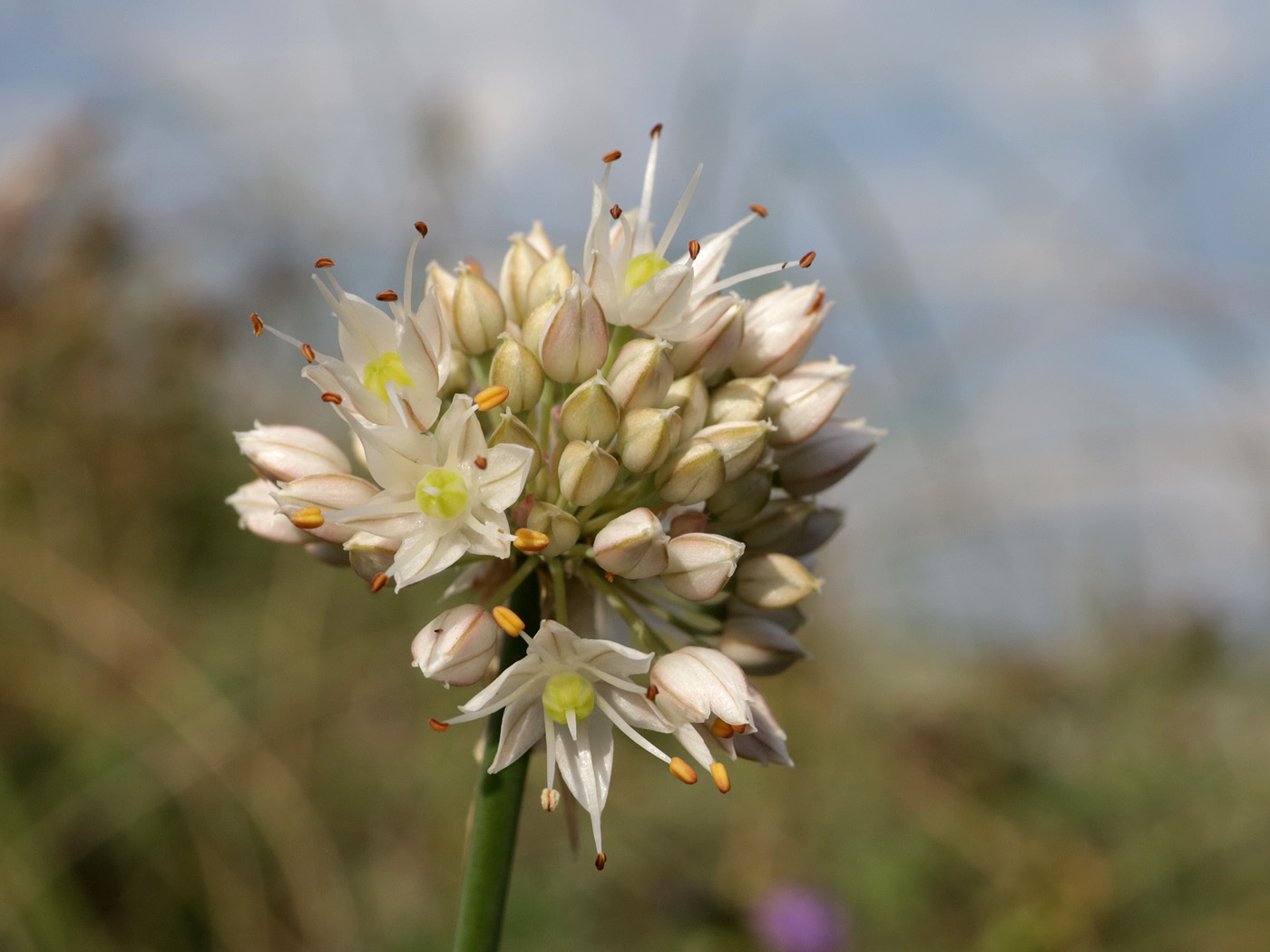 Image of Allium psebaicum specimen.