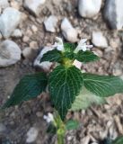 Galeopsis tetrahit