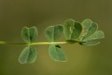 Image of taxon representative. Author is Илья Михеев