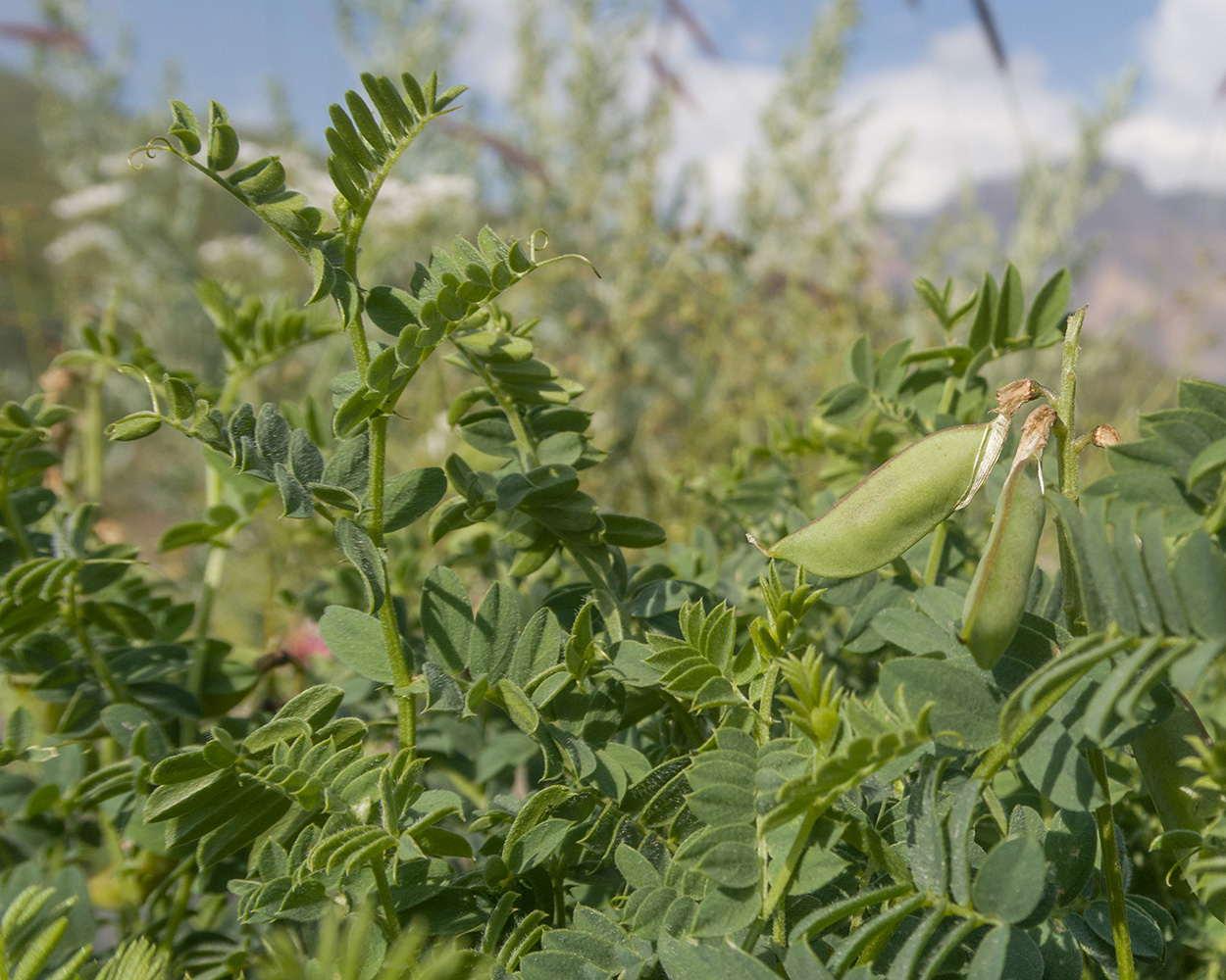 Image of genus Vicia specimen.