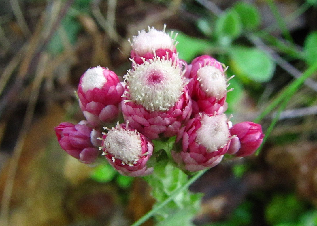 Изображение особи Antennaria dioica.