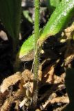 Arabis sagittata