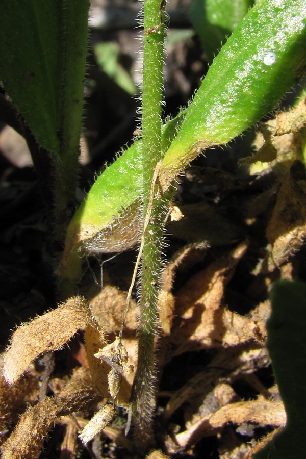 Изображение особи Arabis sagittata.