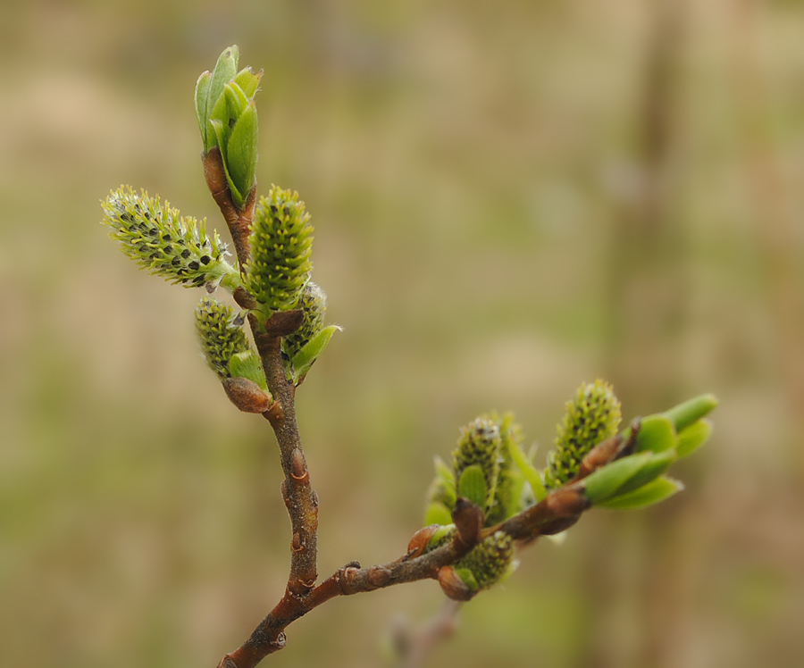 Image of Salix myrsinifolia specimen.