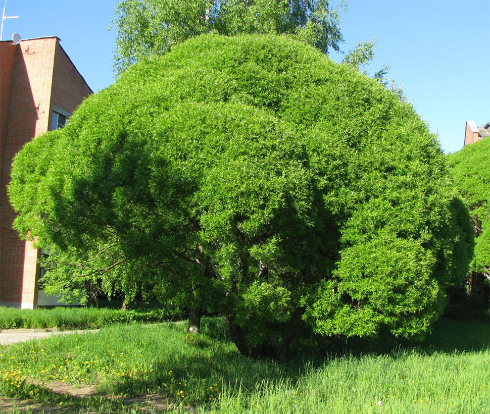 Image of Salix fragilis var. sphaerica specimen.