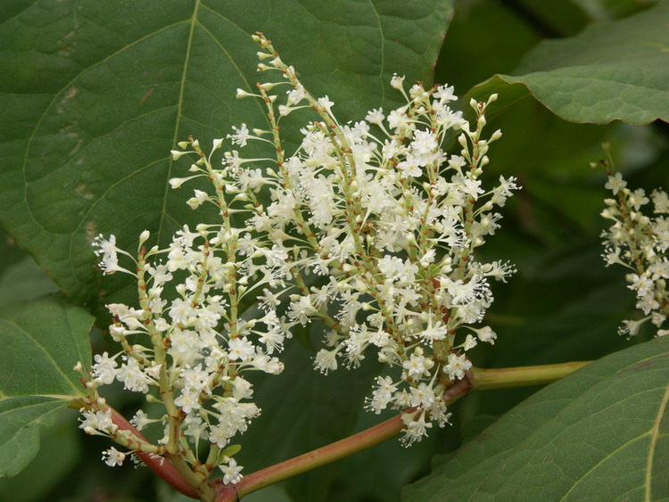 Изображение особи Reynoutria japonica.