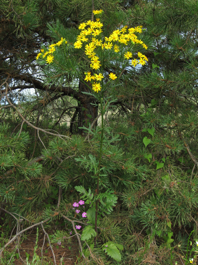 Изображение особи Senecio jacobaea.