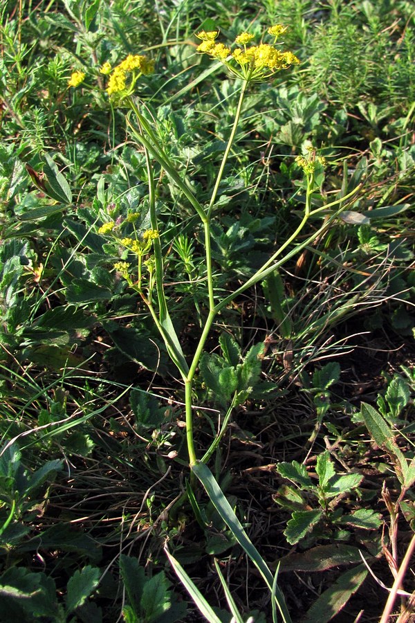 Image of Bupleurum falcatum specimen.