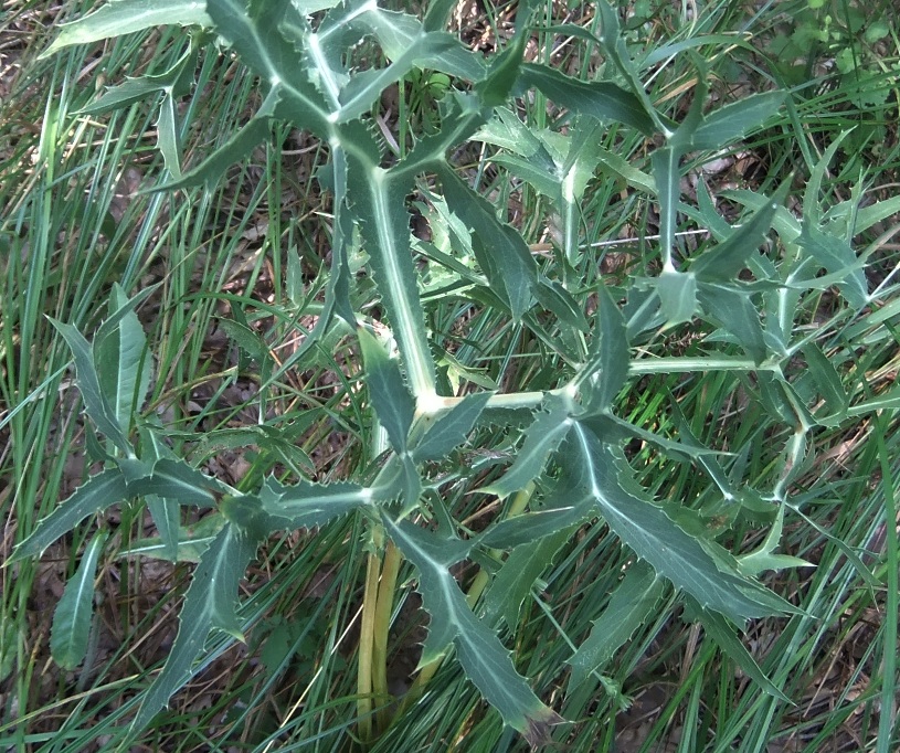 Изображение особи Eryngium campestre.