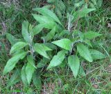 Centaurea carpatica. Отрастающие побеги. Украина, Ивано-Франковская обл., Надворнянский р-н, природный заповедник \"Горганы\", Горганское отделение, поляна. 16 июня 2011 г.