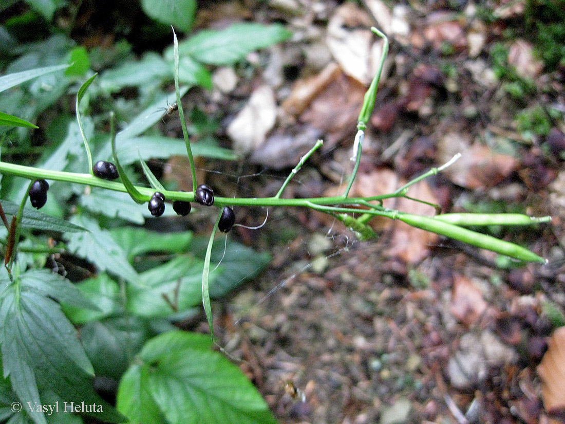 Image of Cardamine bulbifera specimen.