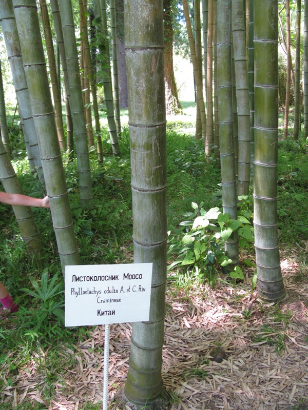 Изображение особи Phyllostachys pubescens.