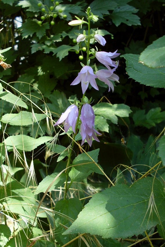 Изображение особи Campanula rapunculoides.